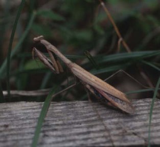 褐色型のコカマキリ