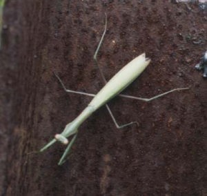 緑色型のコカマキリ