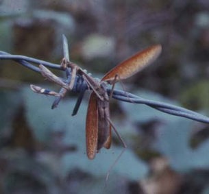 モズのはやにえになったコカマキリ