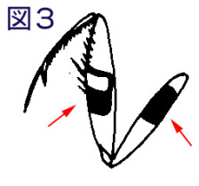 コカマキリ図