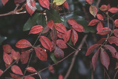 コマユミの紅葉
