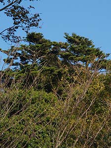 山頂の尾根に生えるモミ