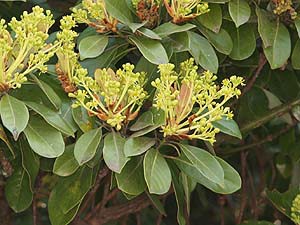 タブノキの花