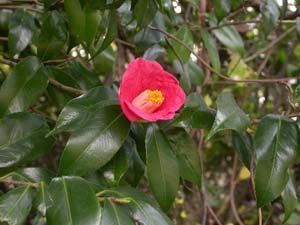 ヤブツバキの花
