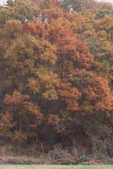 紅葉した雑木林
