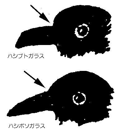 ハシブトガラスとハシボソガラスの頭の比較