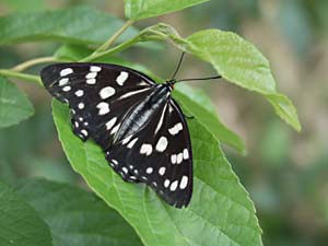 ハンノキで休むゴマダラチョウ