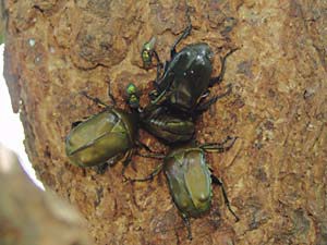 ハンノキの樹液に集まったカナブン