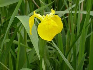 キショウブの花