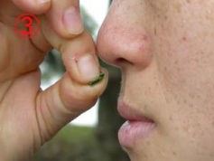 指先でもんだ葉を鼻に近づける