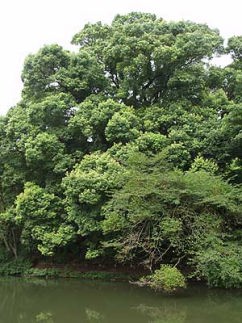 吉沢のクスノキ