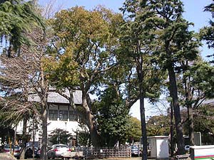 見附町のクスノキ