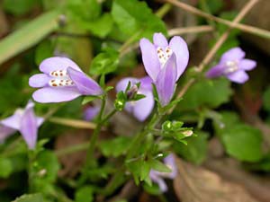 ムラサキサギゴケの花