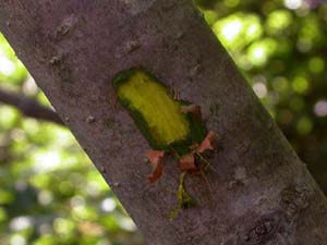 キハダの樹皮をむいたところ