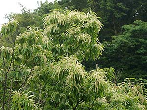 クリの花