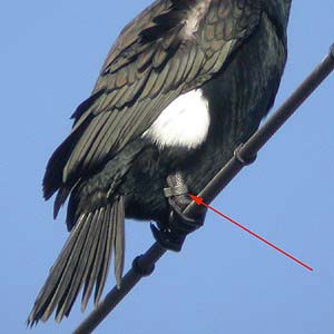 金属製の足輪をつけたカワウ