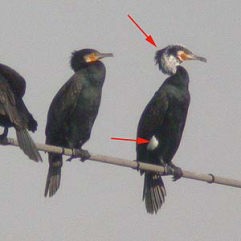 成鳥の夏羽と冬羽
