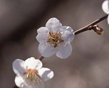 白梅の花