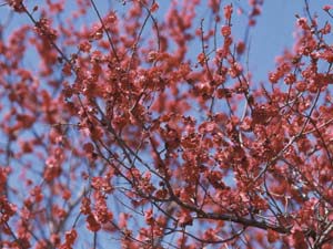 咲き誇る紅梅