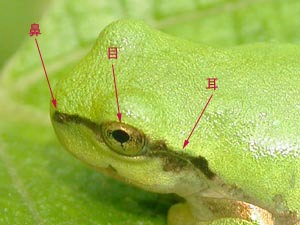 アマガエルの顔