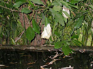 雨水溜の上に産まれたモリアオガエルの卵