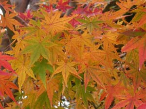 イロハモミジの紅葉