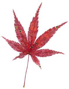 紅葉したイロハモミジ
