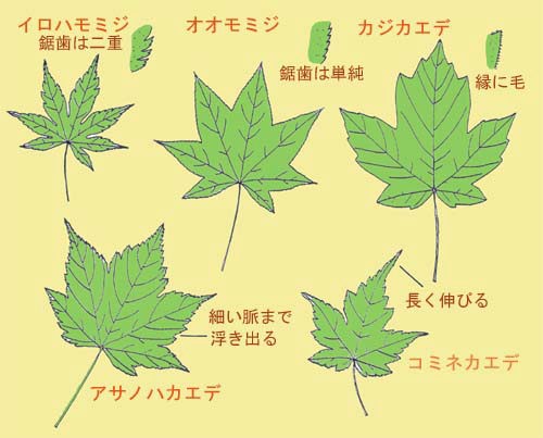５〜７に切れ込むカエデの見分け方