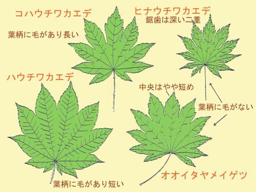 ９以上に切れ込むカエデの見分け方