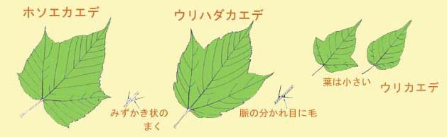 浅く３つに切れ込むカエデの見分け方