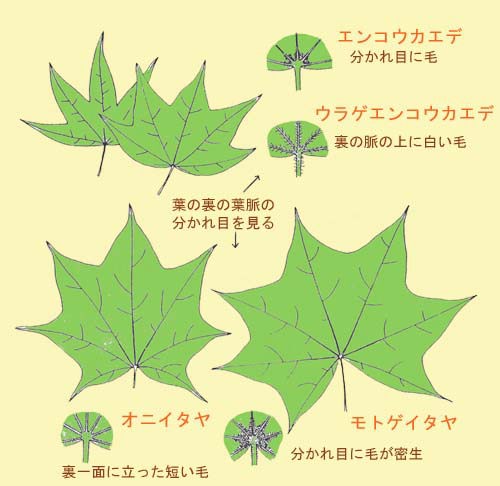 鋸歯のないカエデの見分け方