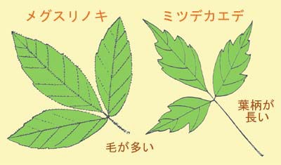 三出複葉のカエデの見分け