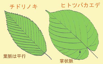 切れ込みのないカエデ