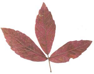 紅葉したメグスリノキ