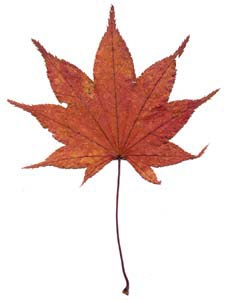 紅葉したオオモミジ