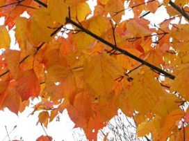 紅葉するウリハダカエデ