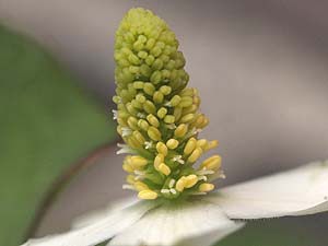 ドクダミの花