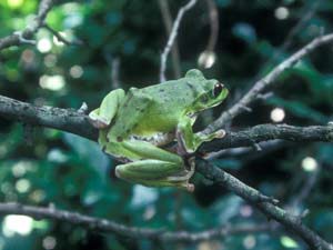 木の枝にとまるモリアオガエル
