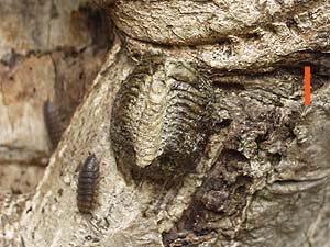 ハラビロカマキリの卵