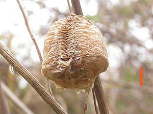 オオカマキリの卵