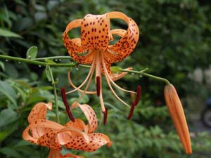 オニユリの花