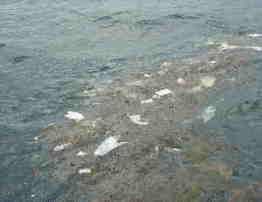 潮目に浮かぶプラスチックゴミ
