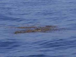 ホンダワラ類の流れ藻