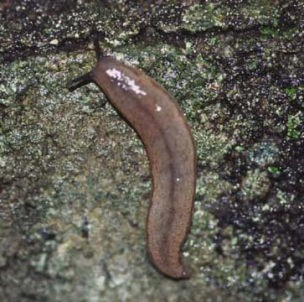 ナメクジの１種
