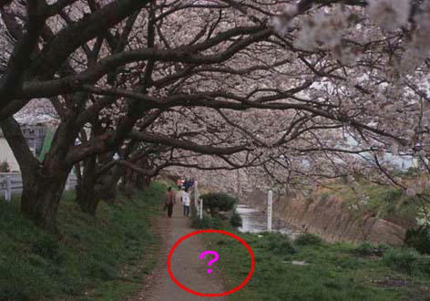 花水川のサクラのトンネル