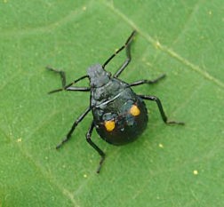 シロヘリクチブトカメムシの幼虫