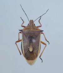 シロヘリクチブトカメムシの成虫