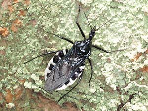 ヨコヅナサシガメの成虫