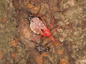 羽化したばかりのヨコヅナサシガメの成虫