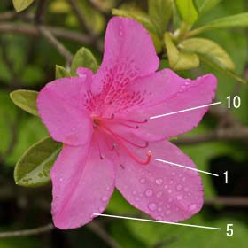 ツツジの花